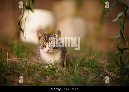 Tabby kitten risiede nel giardino, il gatto domestico rilassante ambiente all'aperto. Foto Stock