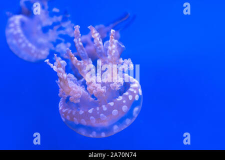 Laguna maculato meduse. Spettacolari Meduse. Foto Stock