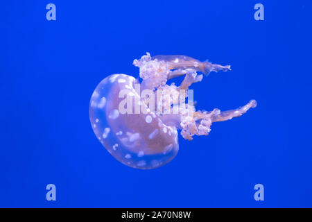 Laguna maculato meduse. Spettacolari Meduse. Foto Stock
