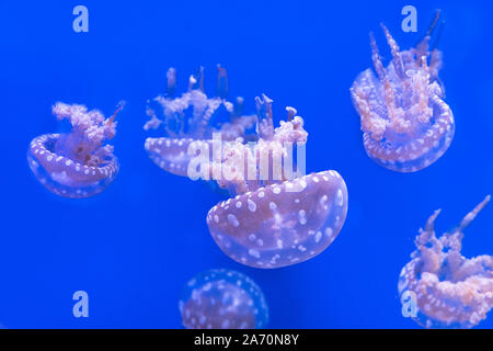 Laguna maculato meduse. Spettacolari Meduse. Foto Stock