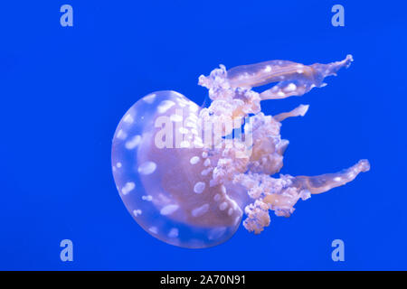 Laguna maculato meduse. Spettacolari Meduse. Foto Stock