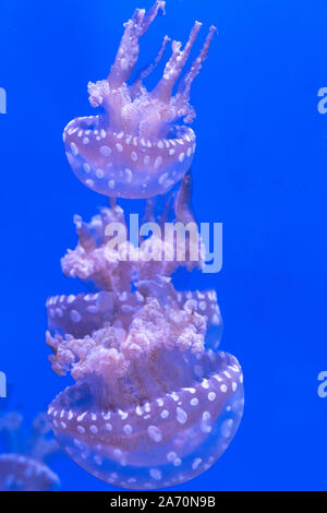 Laguna maculato meduse. Spettacolari Meduse. Foto Stock