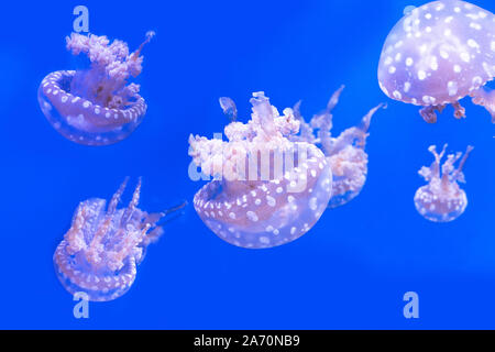 Laguna maculato meduse. Spettacolari Meduse. Foto Stock