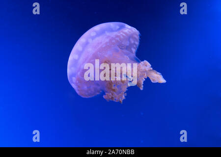 Laguna maculato meduse. Spettacolari Meduse. Foto Stock
