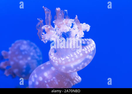Laguna maculato meduse. Spettacolari Meduse. Foto Stock