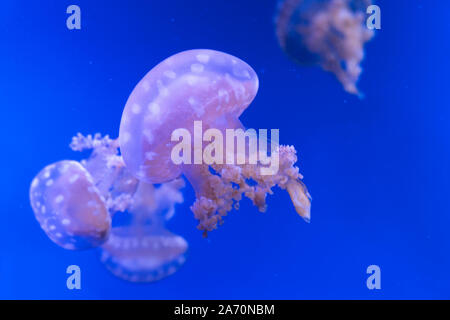Laguna maculato meduse. Spettacolari Meduse. Foto Stock