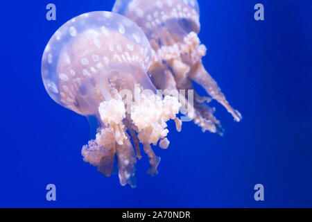 Laguna maculato meduse. Spettacolari Meduse. Foto Stock