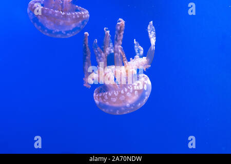 Laguna maculato meduse. Spettacolari Meduse. Foto Stock