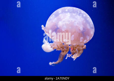 Laguna maculato meduse. Spettacolari Meduse. Foto Stock