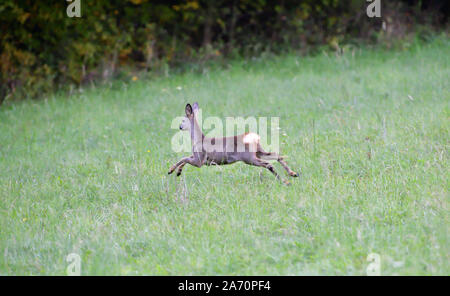 Doe deer jumping in erba alta sul prato Foto Stock