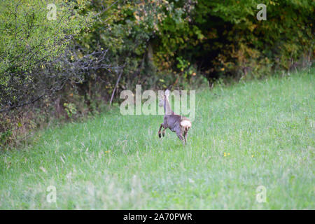 Doe deer jumping in erba alta sul prato Foto Stock