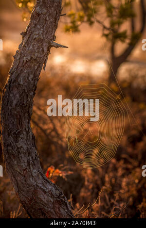 Spider Web nella golden mattina Foto Stock