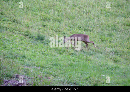 Doe deer jumping in erba alta sul prato Foto Stock