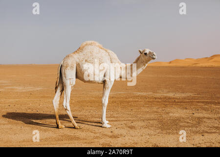 Bella bianco Cammello Dromedario nel deserto. Foto Stock