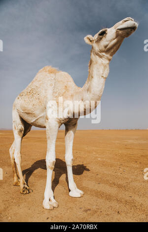 Bella bianco Cammello Dromedario nel deserto. Foto Stock