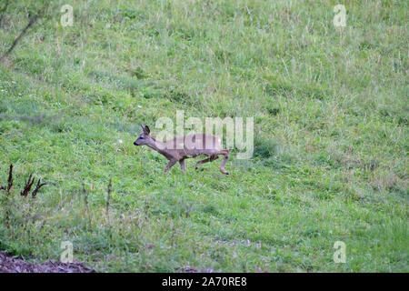 Doe deer jumping in erba alta sul prato Foto Stock