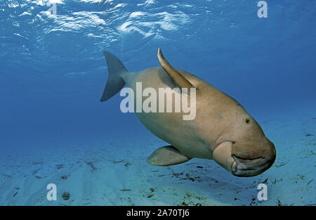 Dugong (Dugong dugon), Borneo Malaysia Foto Stock