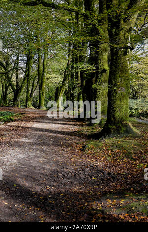 Faggi Fagus sylvatica fodera un percorso attraverso i boschi di legno Draynes in Cornovaglia. Foto Stock