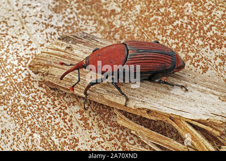 Rosso curculione palm, Rhynchophorus ferrugineus, campione per adulti Foto Stock