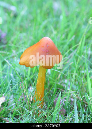 Hygrocybe conica, conosciuta come la strega del cappello conico, tappo di cera o conici tappo viscido, funghi selvatici dalla Finlandia Foto Stock