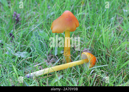 Hygrocybe conica, conosciuta come la strega del cappello conico, tappo di cera o conici tappo viscido, funghi selvatici dalla Finlandia Foto Stock