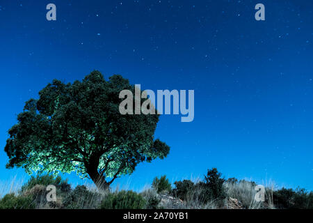 Il leccio con cielo blu e stelle, fotografia di notte Foto Stock