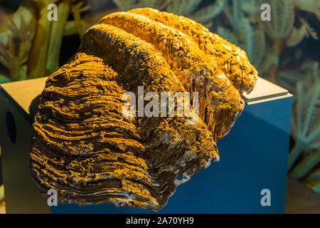 Primo piano del guscio di vongola gigante, i mondi più grande specie di molluschi Foto Stock