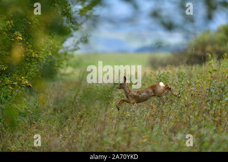 Doe deer jumping in erba alta sul prato Foto Stock