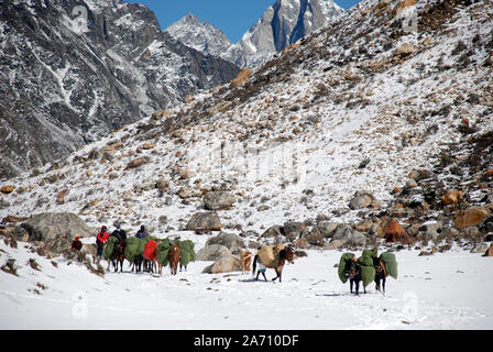 Pack di cavalli nelle montagne Daxueshan occidentali del Sichuan in Cina Foto Stock