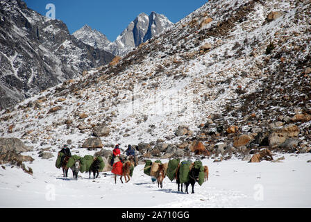 Pack di cavalli nelle montagne Daxueshan occidentali del Sichuan in Cina Foto Stock