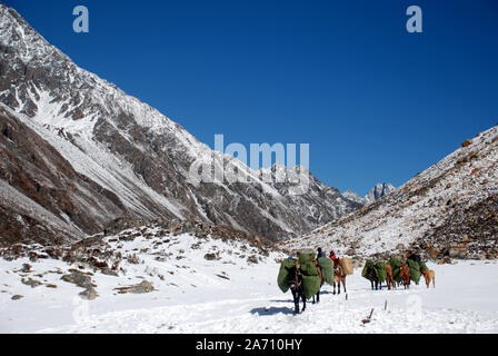 Pack di cavalli nelle montagne Daxueshan occidentali del Sichuan in Cina Foto Stock