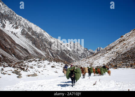 Pack di cavalli nelle montagne Daxueshan occidentali del Sichuan in Cina Foto Stock