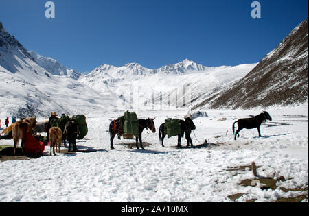 Pack di cavalli nelle montagne Daxueshan occidentali del Sichuan in Cina Foto Stock