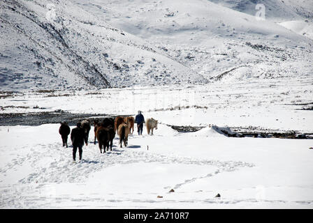 Pack di cavalli nelle montagne occidentali del Sichuan in Cina Foto Stock