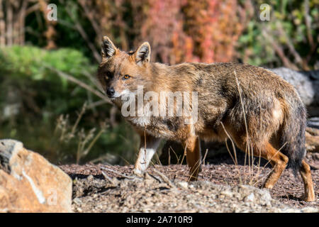 Golden jackal (Canis aureus) canide lo nativi a Sud-est Europa e Asia Foto Stock