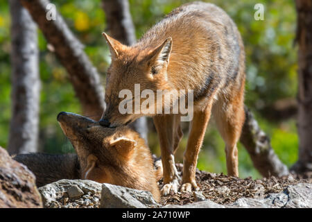 Golden jackal (Canis aureus) maschio femmina saluto partner, canidi nativi a Sud-est Europa e Asia Foto Stock