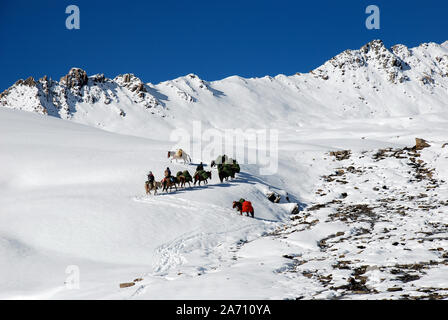 Pack cavalli sul Buchha La in Daxueshan montagne occidentali del Sichuan in Cina Foto Stock