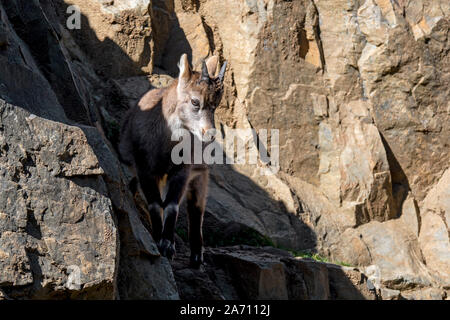 Stambecco delle Alpi (Capra ibex) kid / giovane con piccole corna sulla sporgenza di roccia in roccia sul pendio della montagna in autunno Foto Stock