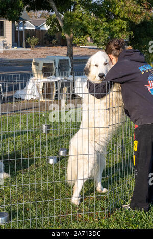 Petaluma, California, Stati Uniti d'America. Il 29 ottobre 2019. Durante il fuoco Kincade, Julie George e 'Marlow,' un grande cane dei Pirenei, condividere alcune affetto in attesa per la loro evacuazione per essere sollevato. Hanno viaggiato per 20 miglia da Tomales a Petaluma in California per evitare il scatenandosi Kincade incendio che ha bruciato una zona più di due volte la dimensione di San Francisco e distrutto quasi 60 case. Credito: Tim Fleming/Alamy Live News Foto Stock