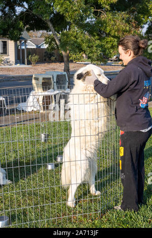 Petaluma, California, Stati Uniti d'America. Il 29 ottobre 2019. Durante il fuoco Kincade, Julie George e 'Marlow,' un grande cane dei Pirenei, condividere alcune affetto in attesa per la loro evacuazione per essere sollevato. Hanno viaggiato per 20 miglia da Tomales a Petaluma in California per evitare il scatenandosi Kincade incendio che ha bruciato una zona più di due volte la dimensione di San Francisco e distrutto quasi 60 case. Credito: Tim Fleming/Alamy Live News Foto Stock