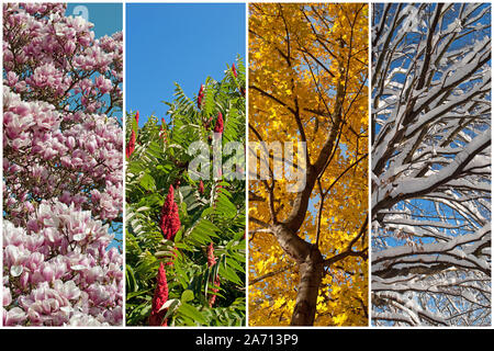 Quattro stagioni in un collage Foto Stock