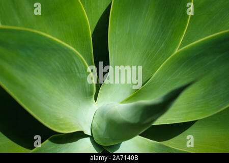 Dettaglio di impianto agave atteniata closeup - dettaglio di impianto agave atteniata closeup Foto Stock