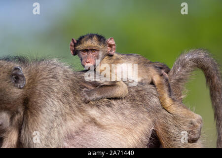 Baby Chacma Baboon (Papio ursinus) equitazione sulla madre torna, Karongwe Game Reserve, Limpopo, Sud Africa Foto Stock