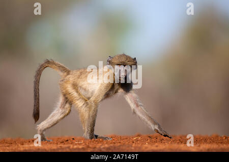 I capretti Chacma Baboon (Papio ursinus) passeggiate, Karongwe Game Reserve, Limpopo, Sud Africa Foto Stock