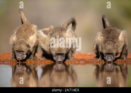 Tre Chacma babbuini (Papio ursinus) bere fianco a fianco con la riflessione, Karongwe Game Reserve, Limpopo, Sud Africa Foto Stock