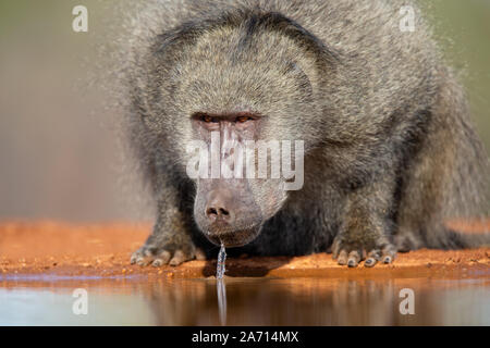 Maschio di babbuino Chacma (Papio ursinus) bere, Karongwe Game Reserve, Limpopo, Sud Africa Foto Stock