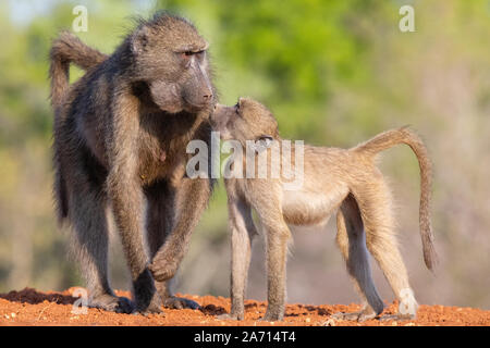 Maschio e femmina di babbuino Chacma (Papio ursinus) in piedi a fianco a fianco di tentare un bacio, Karongwe Game Reserve, Limpopo, Sud Africa Foto Stock