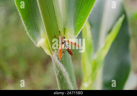 Wasp alimentazione da foglie di mais Foto Stock