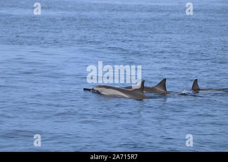 I delfini nuotare insieme in mare in Hawaii Foto Stock