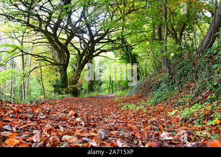 Spazzola Hill Riserva Naturale, Princes Risborough, Buckinghamshire, UK. Chilterns Foto Stock